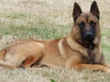 De type Berger Belge Malinois disponible pour saillie