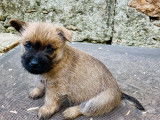 Chiots Cairn Terriers &agrave; vendre (3 Femelles & 3 M&acirc;les)