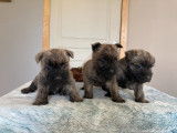 Chiots Cairn Terriers &agrave; vendre (3 Femelles & 3 M&acirc;les)