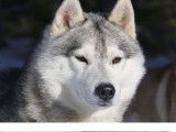 Réservation 1chiot Husky de Sibérie gris et blanc (LOF)