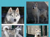 Réservation 1chiot Husky de Sibérie gris et blanc (LOF)