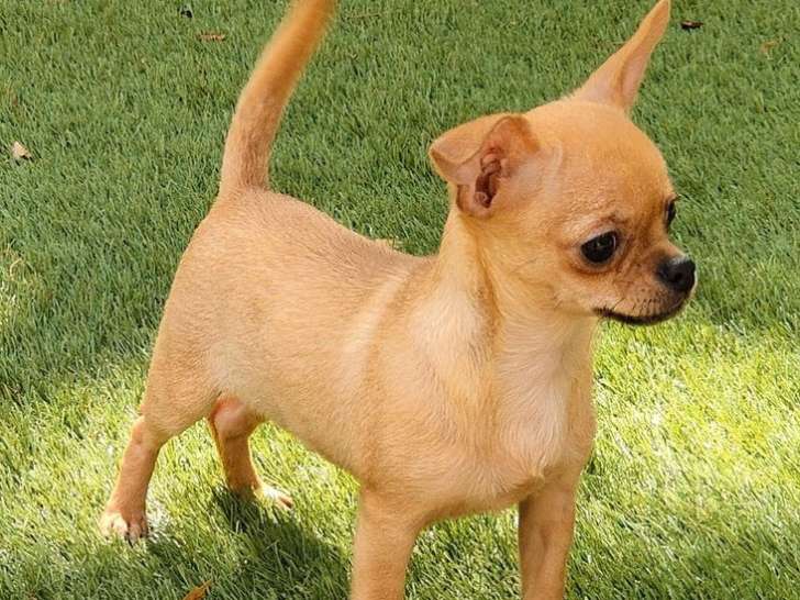 À vendre, un chiot Chihuahua femelle fauve (LOF)