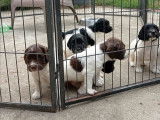 Réservation de 4 chiots Springer Spaniels mâles (LOF)