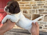Réservation de 4 chiots Springer Spaniels mâles (LOF)