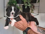 À réserver, chiots Staffordshire Terriers (LOF) noirs ou noir et blanc
