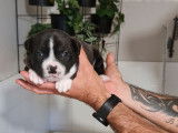À réserver, chiots Staffordshire Terriers (LOF) noirs ou noir et blanc