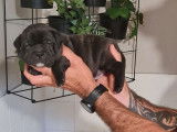 À réserver, chiots Staffordshire Terriers (LOF) noirs ou noir et blanc