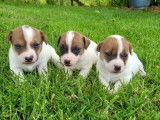 Réservation de 3 chiots Jack Russells femelles (non LOF)