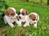 Réservation de 3 chiots Jack Russells femelles (non LOF)