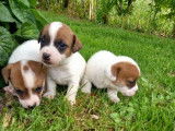 Réservation de 3 chiots Jack Russells femelles (non LOF)