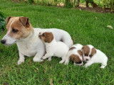 Réservation de 3 chiots Jack Russells femelles (non LOF)