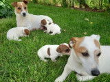 Réservation de 3 chiots Jack Russells femelles (non LOF)