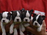 3 chiots Boston Terriers LOF disponibles à la réservation