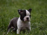 3 chiots Boston Terriers LOF disponibles à la réservation