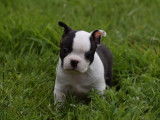 3 chiots Boston Terriers LOF disponibles à la réservation