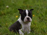 3 chiots Boston Terriers LOF disponibles à la réservation