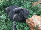 8 chiots Cani Corsi LOF au pelage bleu à la réservation