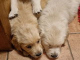 Chiots Golden Retrievers à réserver (LOF)
