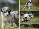 &Agrave; r&eacute;server 9 chiots Border Collies non LOF, 5 femelles et 4 m&acirc;les