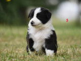 &Agrave; r&eacute;server 9 chiots Border Collies non LOF, 5 femelles et 4 m&acirc;les