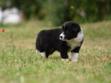 &Agrave; r&eacute;server 9 chiots Border Collies non LOF, 5 femelles et 4 m&acirc;les