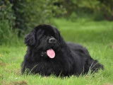 Terre Neuve disponible pour saillie