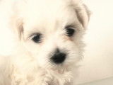 Chiot Bichon Maltais LOF à vendre