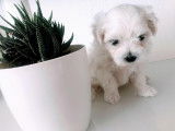Chiot Bichon Maltais LOF à vendre