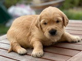 Des chiots Golden Retrievers fauves non LOF à réserver