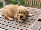 Des chiots Golden Retrievers fauves non LOF à réserver