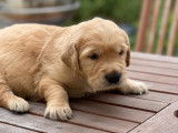 Des chiots Golden Retrievers fauves non LOF à réserver