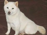 À réserver chiot MAME SHIBA pedigree etranger