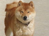 À réserver chiot MAME SHIBA pedigree etranger