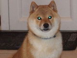 À réserver chiot MAME SHIBA pedigree etranger