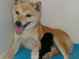 À réserver chiot MAME SHIBA pedigree etranger