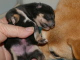 À réserver chiot MAME SHIBA pedigree etranger