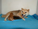 À réserver chiot MAME SHIBA pedigree etranger