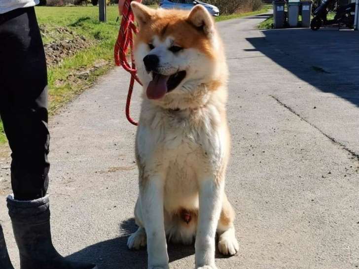 Un chien Akita Inu LOF de 3 ans au pelage fauve et blanc à vendre 
