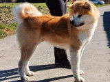 Un chien Akita Inu LOF de 3 ans au pelage fauve et blanc à vendre