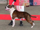 Amstaff LOF pour saillie