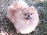 Un chiot Spitz Poméranien Nain mâle crème LOF à vendre