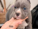 À réserver : 2 chiots American Staffordshire Terriers LOF