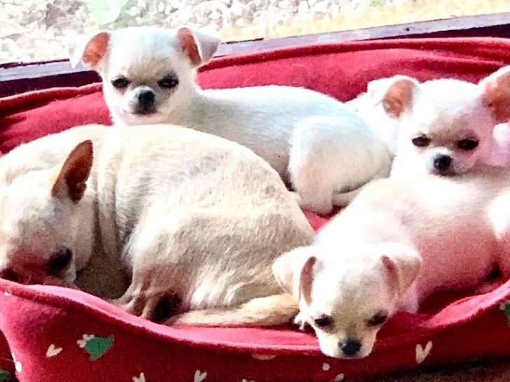 À vendre : 4 chiots Chihuahuas LOF blancs