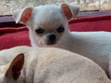 &Agrave; vendre : 4 chiots Chihuahuas LOF blancs