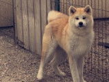 Un chiot femelle Akita Inu roux et blanc LOF &agrave; acheter
