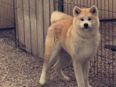 Un chiot femelle Akita Inu roux et blanc LOF à acheter