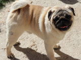 2 chiots Carlins mâles LOF sable disponibles à la vente