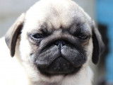 2 chiots Carlins mâles LOF sable disponibles à la vente
