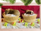 À réserver : 11 chiots American Staffordshire Terriers (LOF)
