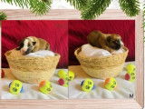 À réserver : 11 chiots American Staffordshire Terriers (LOF)